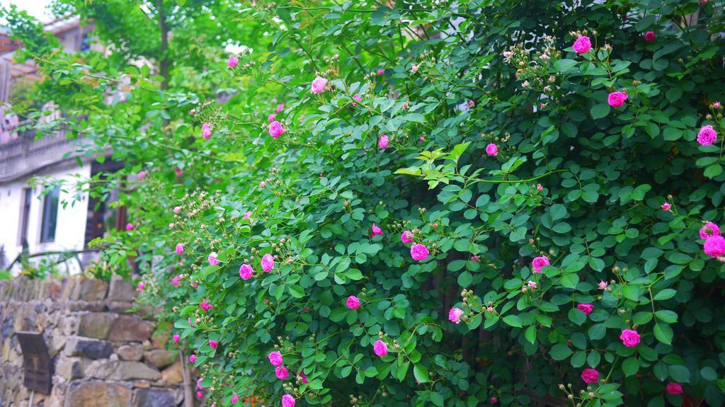 Moganshan Bamboo View Guesthouse Deqing Dış mekan fotoğraf