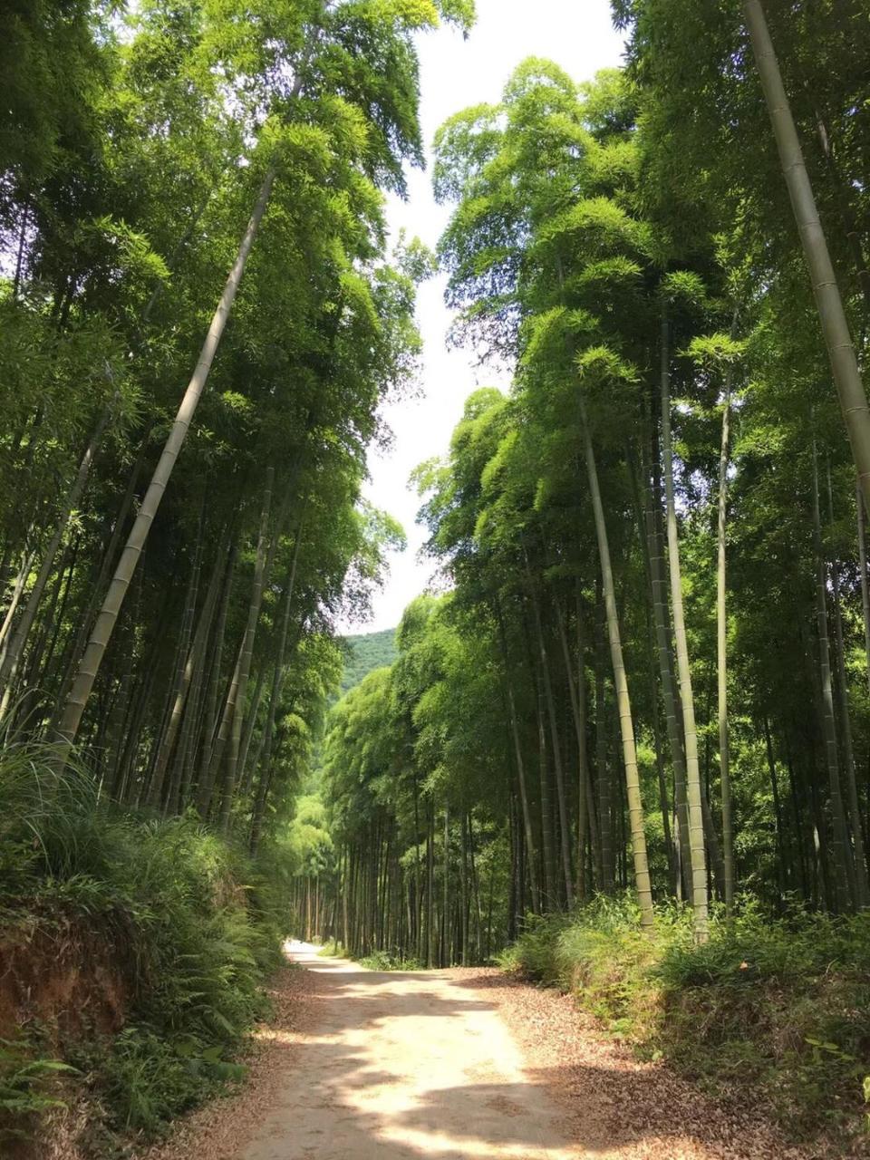 Moganshan Bamboo View Guesthouse Deqing Dış mekan fotoğraf