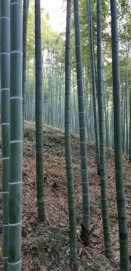 Moganshan Bamboo View Guesthouse Deqing Dış mekan fotoğraf